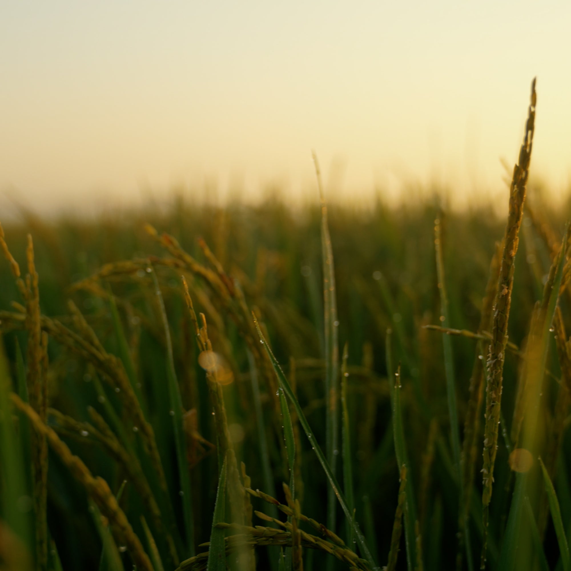 Heirloom rice growing in tidal field, sustainably grown at White House Farms, lowcountry South Carolina
