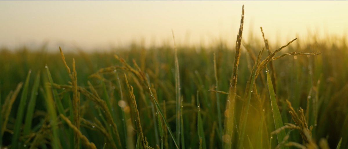 White House Farms- Heirloom Rice from South Carolina · White House Farms