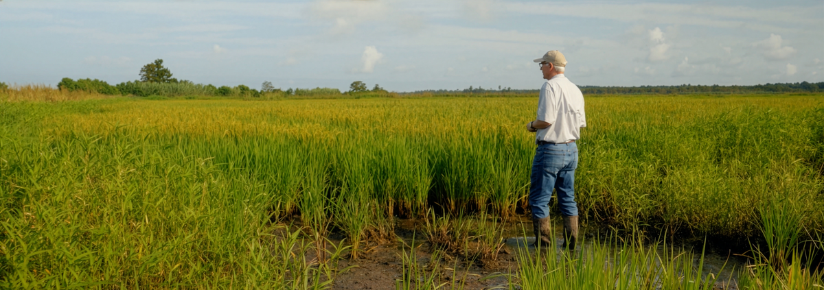 White House Farms- Heirloom Rice from South Carolina · White House Farms