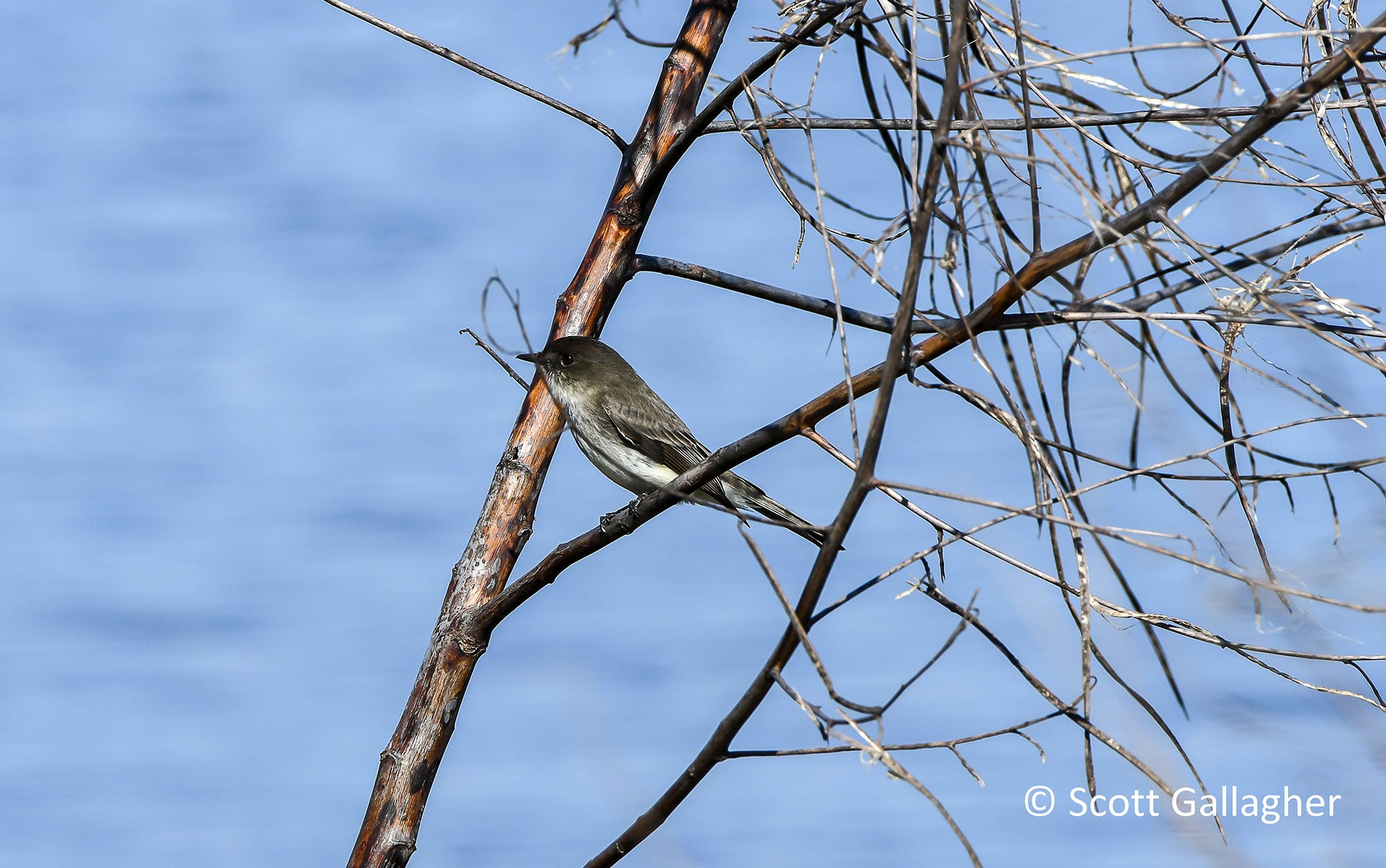 Winter Bird in a tree