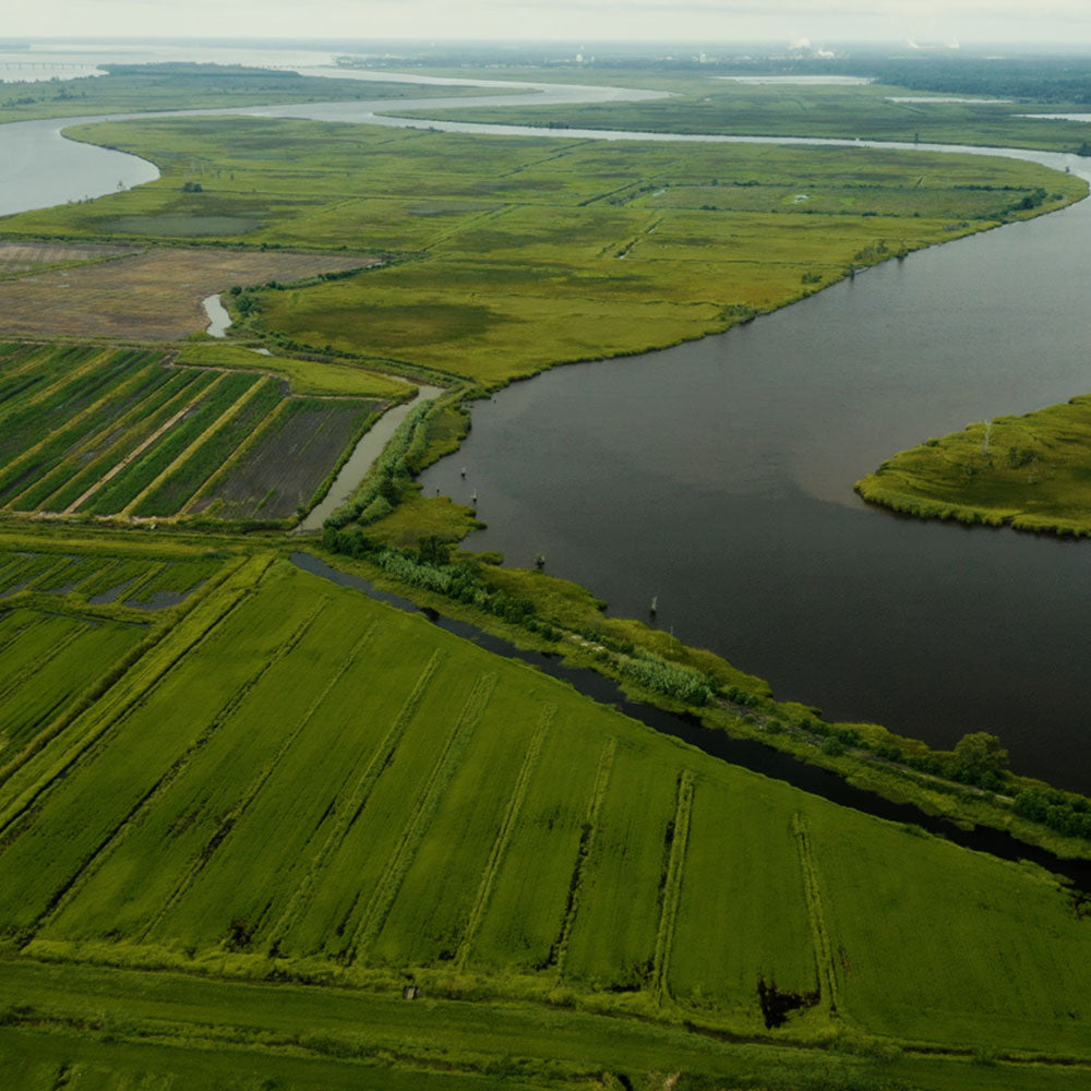 White House Farms tidal heirloom rice fields, family owned and operated, sustainably farmed in South Carolina's lowcountry