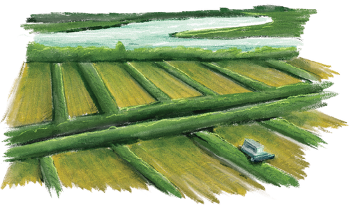 White House Farms- Heirloom Rice from South Carolina · White House Farms