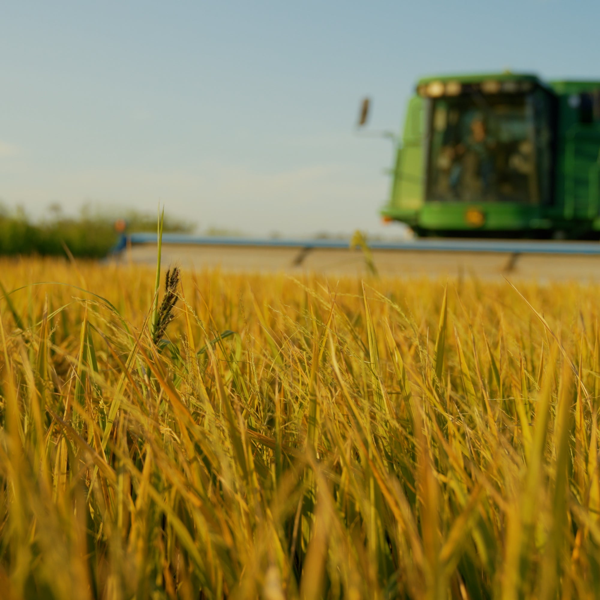 Close up of rice harvest with combine in background at family owned and operated White House Farms, lowcountry, South Carolina